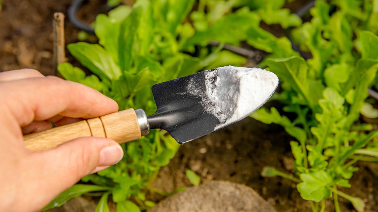 Person holding mini shovel with baking soda in garden