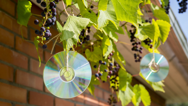 Close up of CDs hanging in a tree