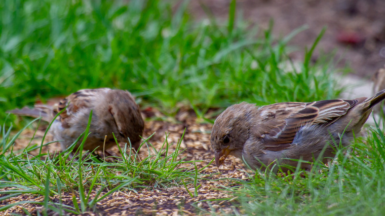 Close up of sparrows eating seeds on the ground