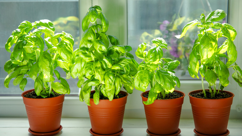 Fresh basil plant in a pot in the kitchen on a window background