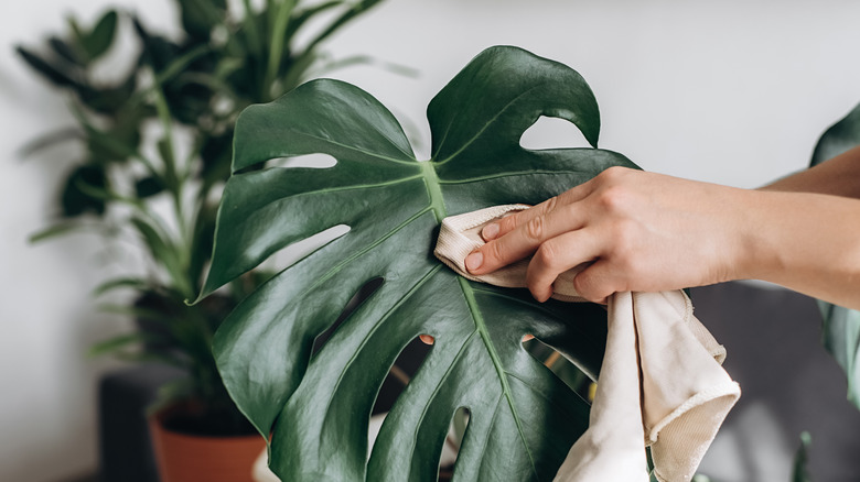 Person wiping down leaves of monstera.