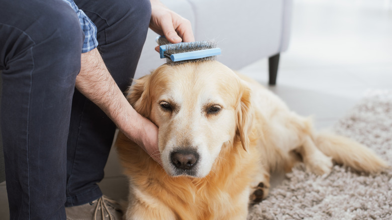 Person brushing dog's fur.