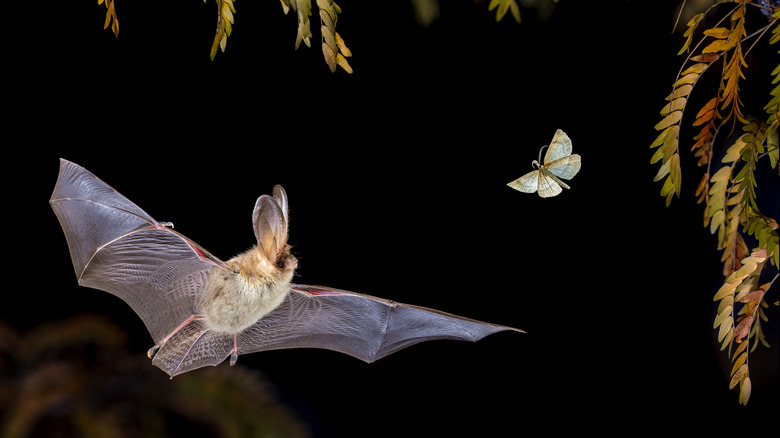 Bat catching moth at night