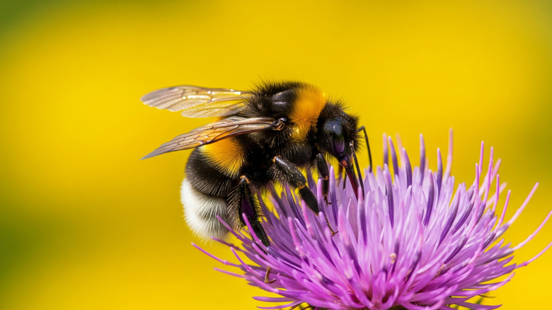 bee on flower in garden
