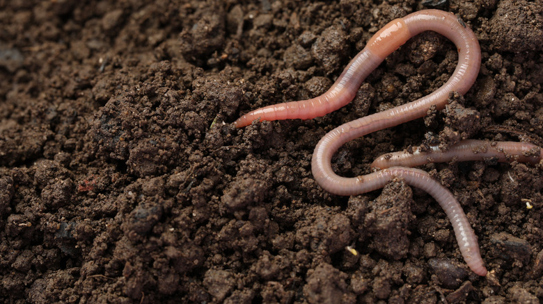 Earthworm in garden soil