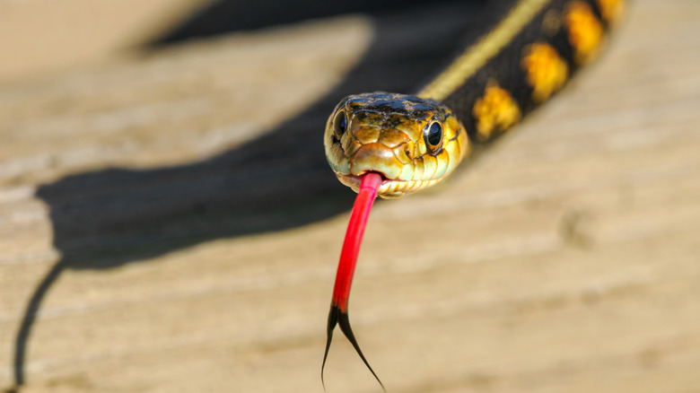 Garter snake on a gazebo