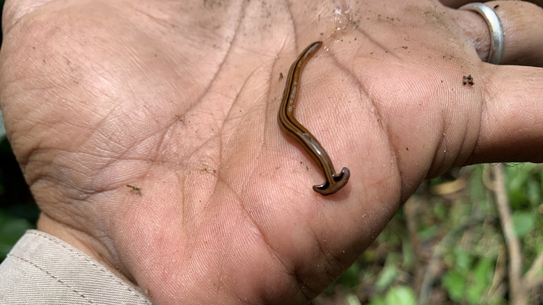 Hammerhead worm on hand of a gardener