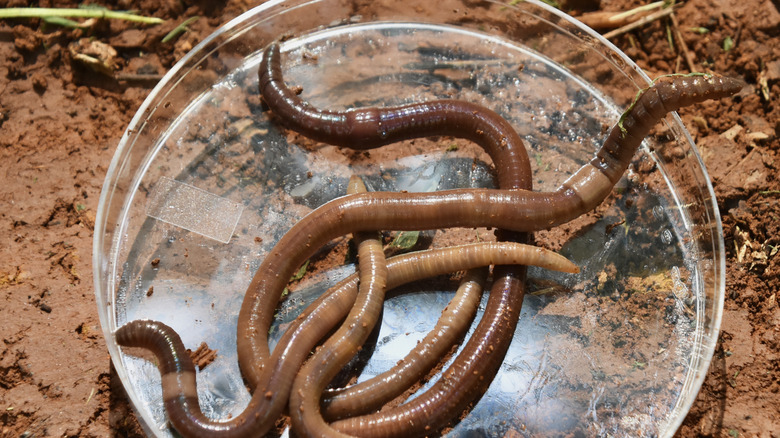 Jumping worms in a container