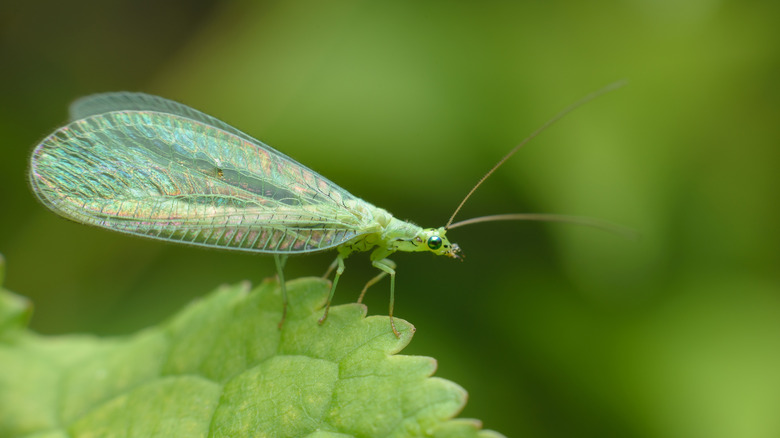 Lacewing resting on a leaf in the garden