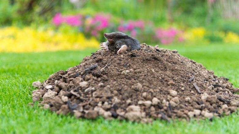 mole on lawn in garden