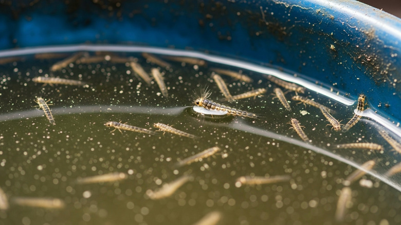Mosquito larvae in a bucket of water