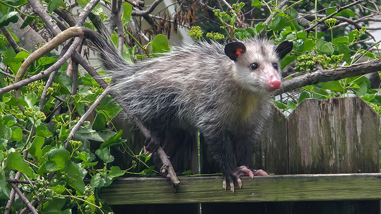 Opossum walking on a fence