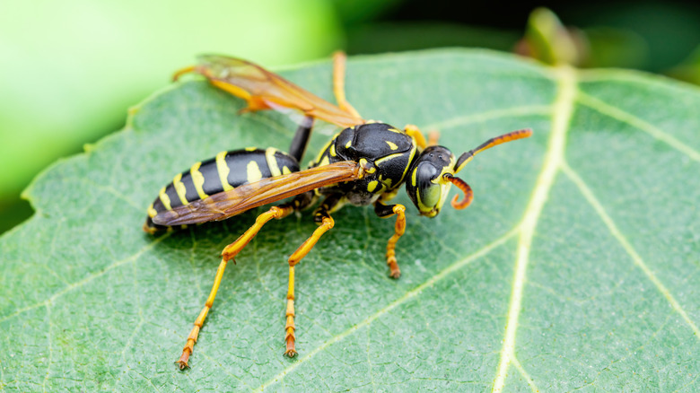 Wasp on a leaf