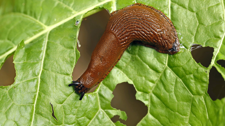Slug eating a lettuce leaf