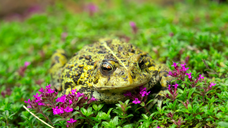 Toad sitting in purple flowers