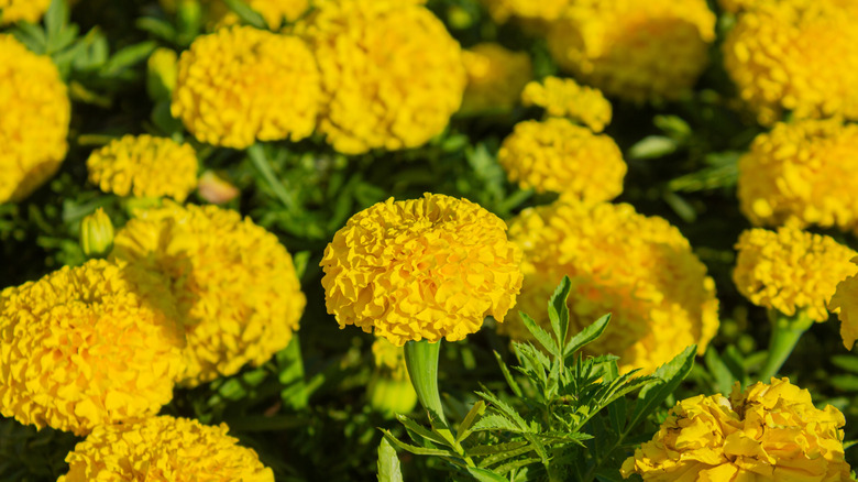 Bright yellow Aztec marigold flowers in full bloom