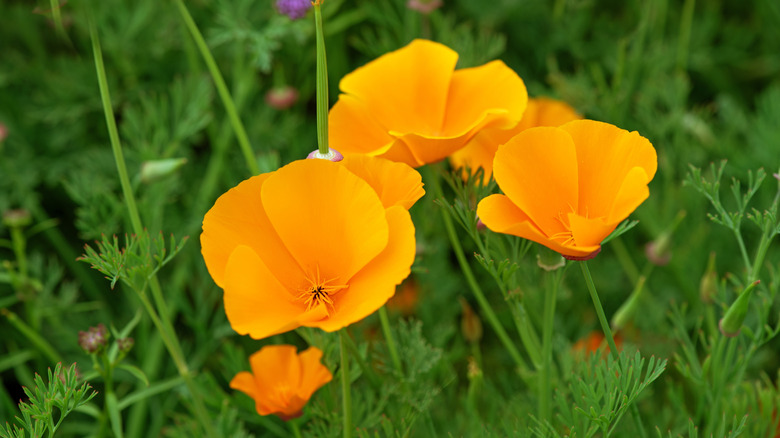 Beautiful yellow flowers of California poppy