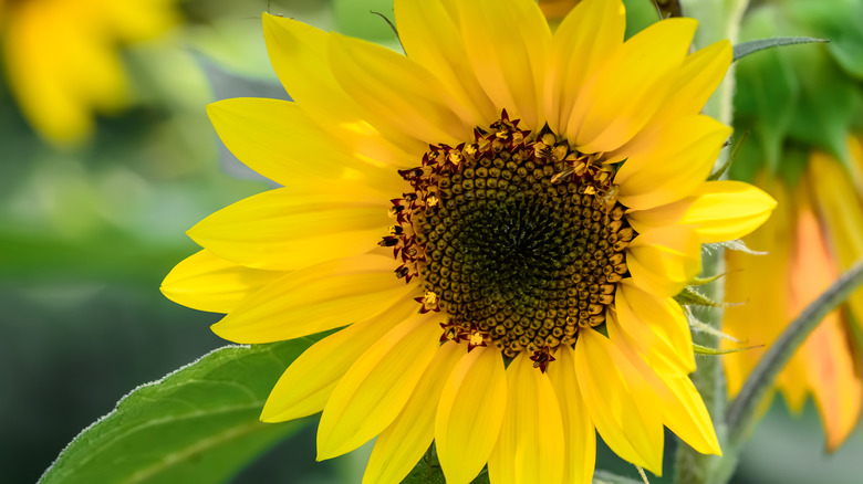 Beautiful blooming ornamental sunflower in a garden