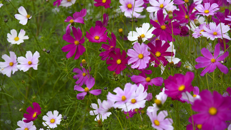Light pink and white flowers of garden cosmos