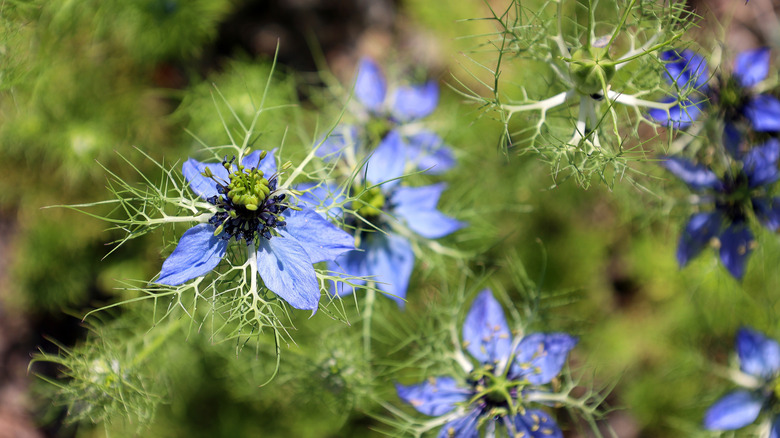the flowers of Love-in-a-mist plant