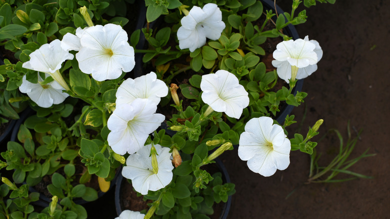 white petunias in a garden