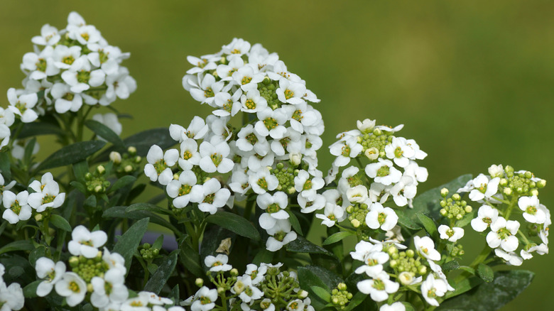 a close up shot of the white flowers of Sweet Alyssum