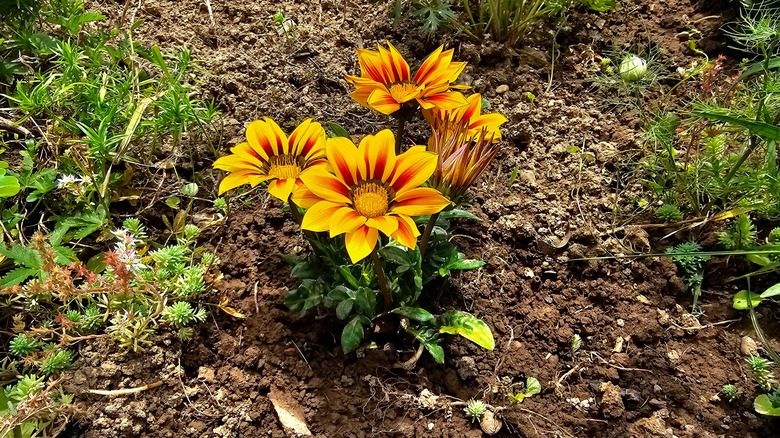 treasure flower with its bright orange-yellow petals