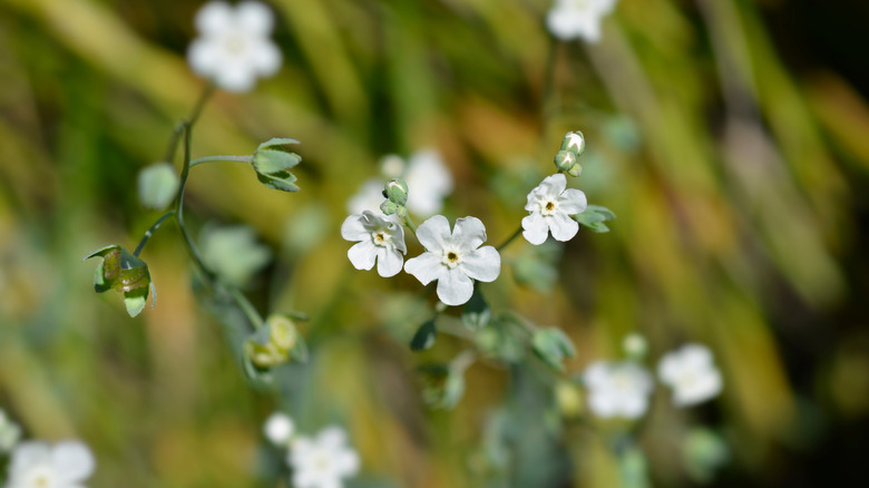 the small graceful flowers of Venus's navelwort