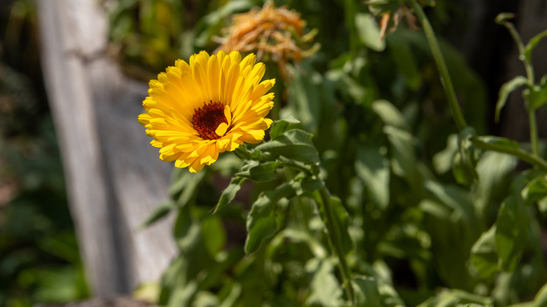 yellow calendula flower