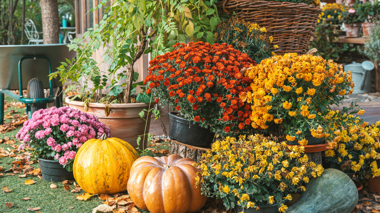 chrysanthemums in pots next to pumpkins on fall decor porch