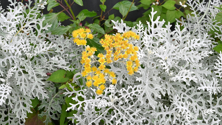 grey dusty miller plant with yellow cluster blooms