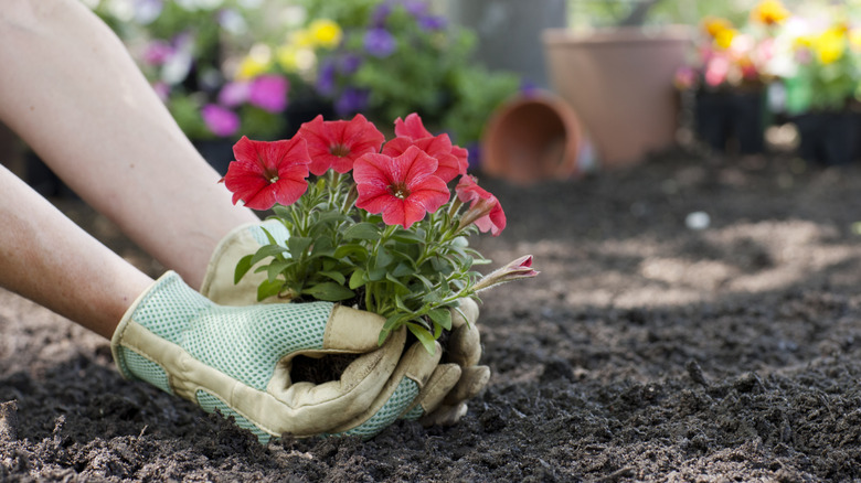 gloved hands planting petunia flowers in garden bed