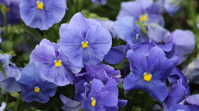 purple pansies growing in garden