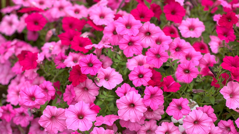 pink petunia flowers