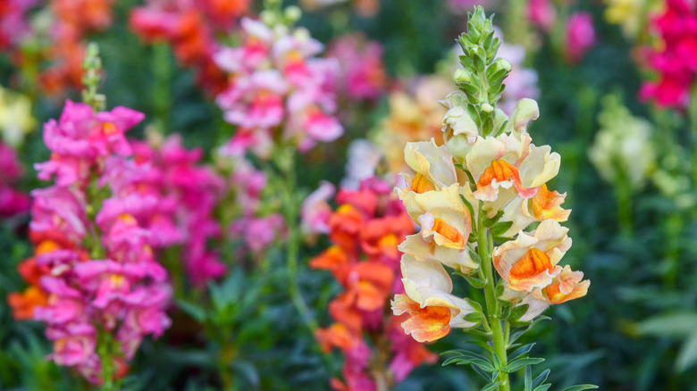 pink, red, and orange blooming snapdragons in garden