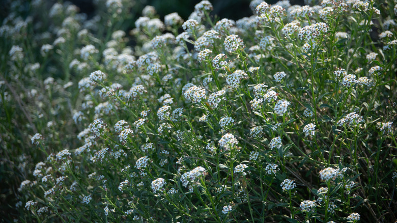 white blooming sweet alyssum flowers
