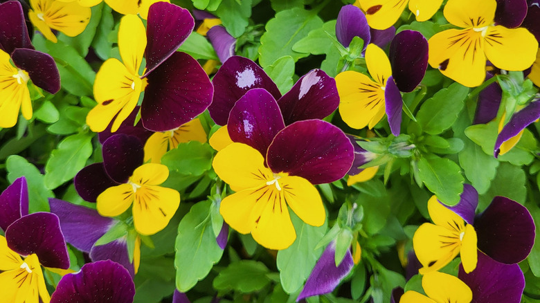 purple and yellow viola flowers