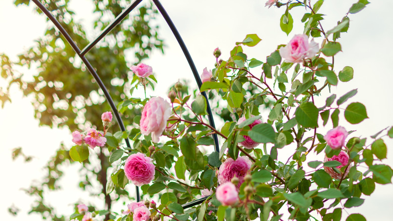 zoomed image of arched trellis with roses