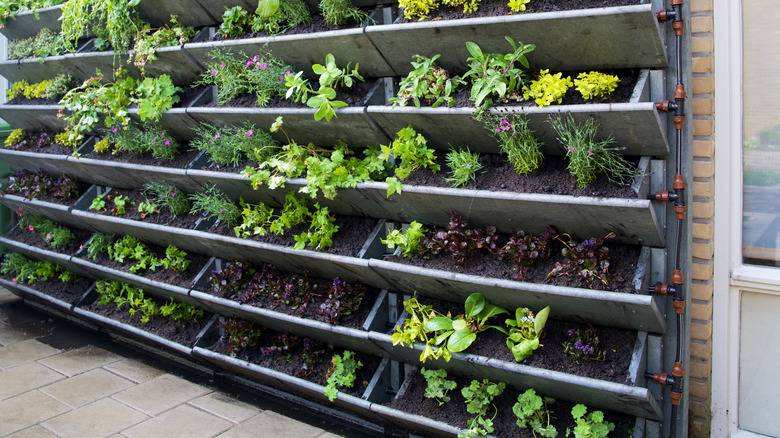 vertical garden mounted on wall