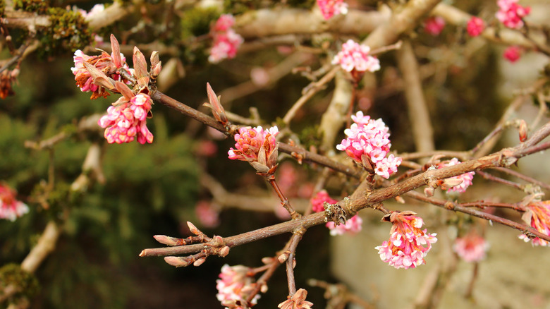 bodnant viburnum with pink blossoms in winter