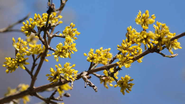 Cornelian Cherry Dogwood tree with yellow flowers