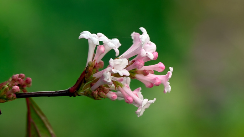 Closeup of flower cluster of Fragrant Viburnum