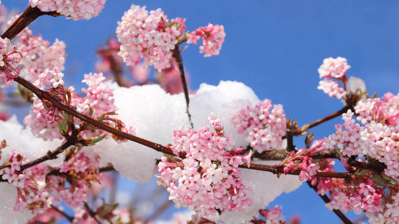 A plant's branches covered in snow with pink blossoms
