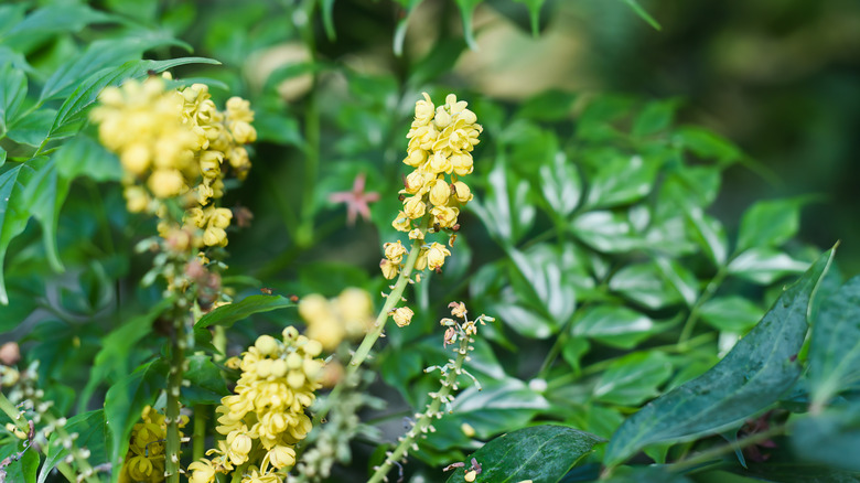 Yellow blooms of leatherleaf mahonia