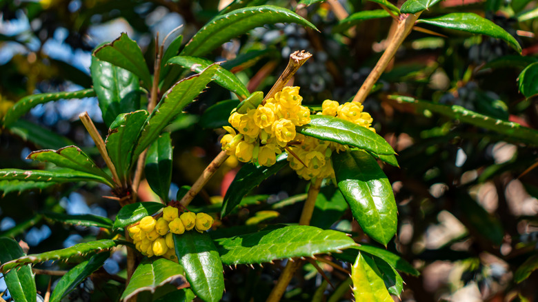 yellow flowers of Oregon Grape
