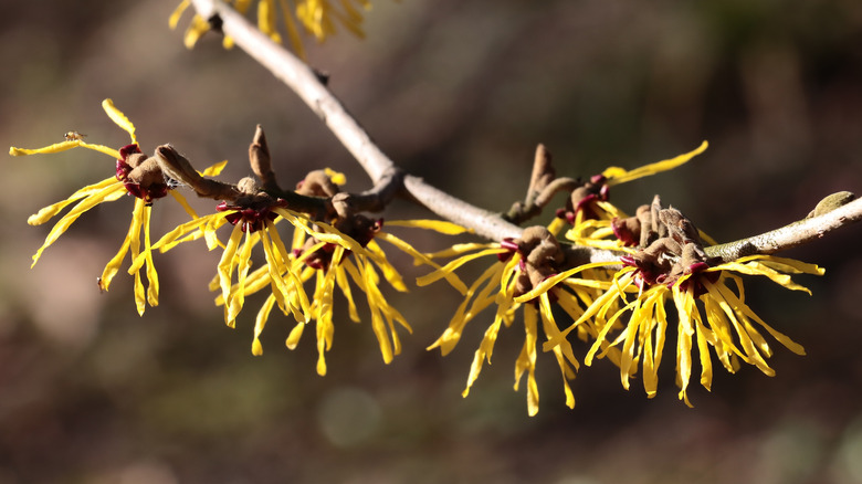 yellow flowers on twigs of Ozark Witch Hazel