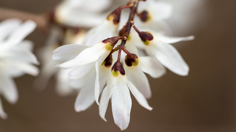 white flowers of White Forsythia