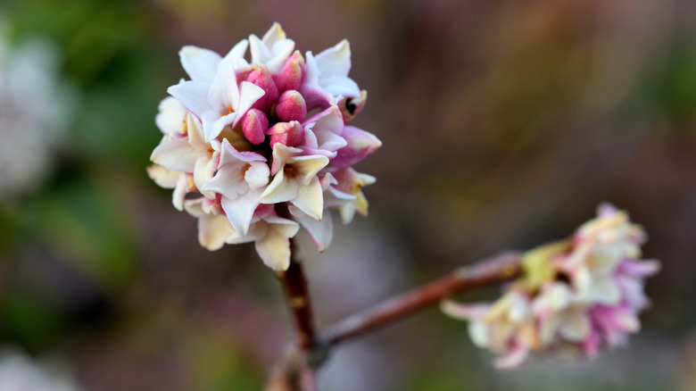 Winter Daphne - compact evergreen shrub