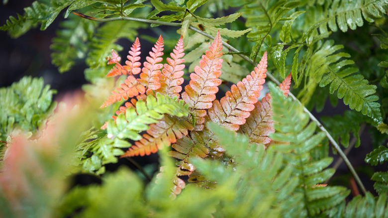 Autum ferns in a garden.