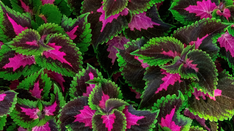 Dark pink with green leaves of Coleus